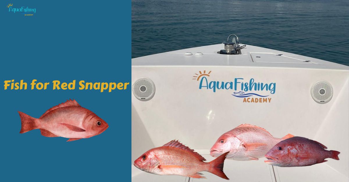 Red Snapper Season In 2024: Everything You Need To Know